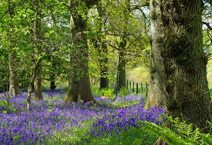 Bluebells at Witton Park 